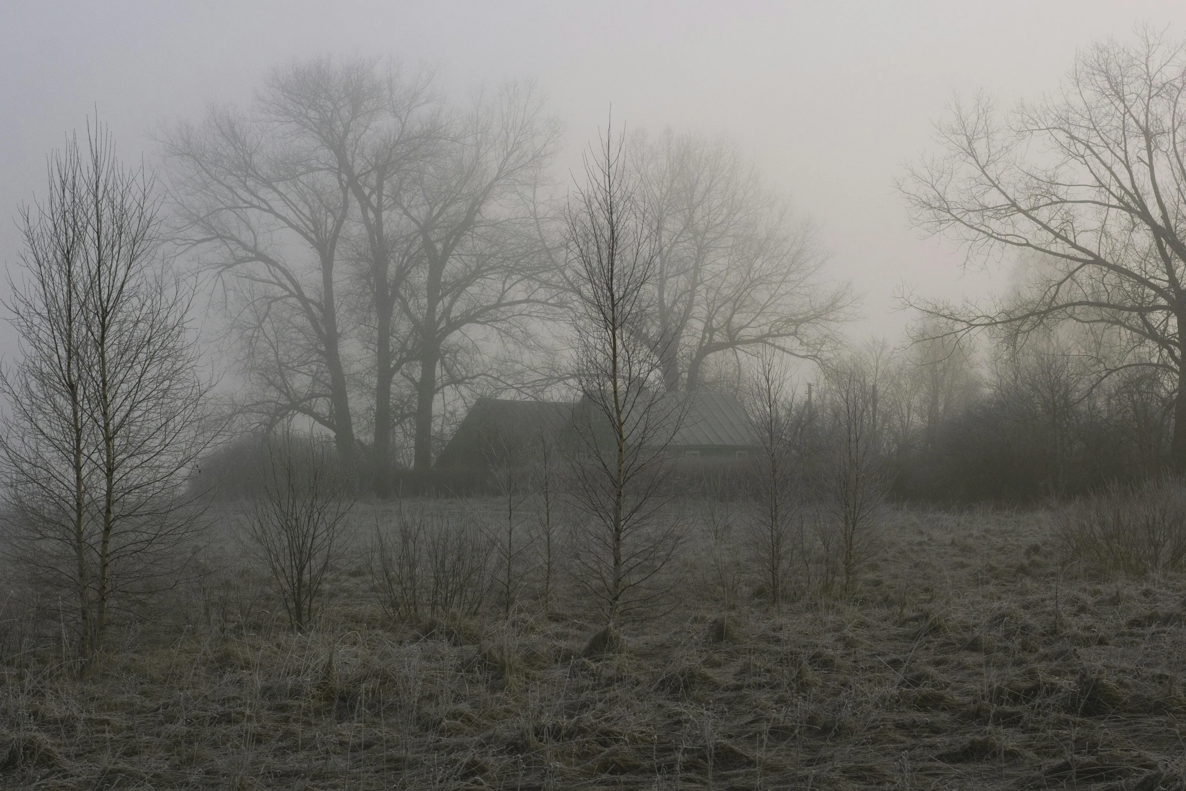 a misty day with the trees in a forest