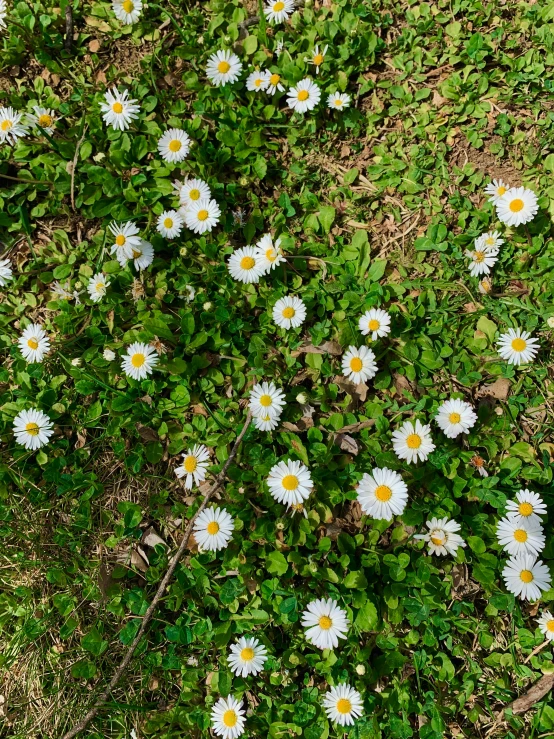 daisies are grown and growing in the ground
