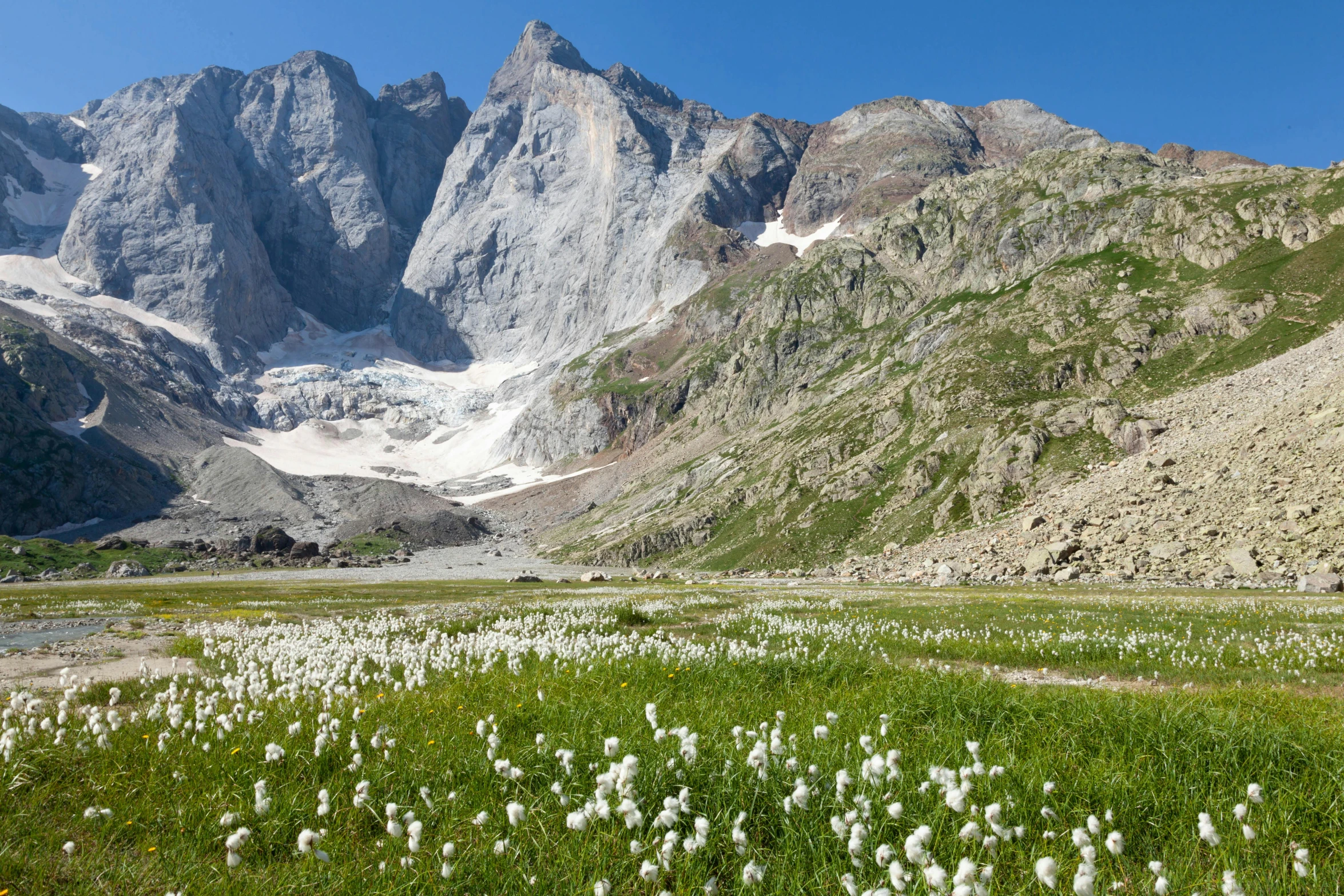 the mountain range with flowers in the foreground