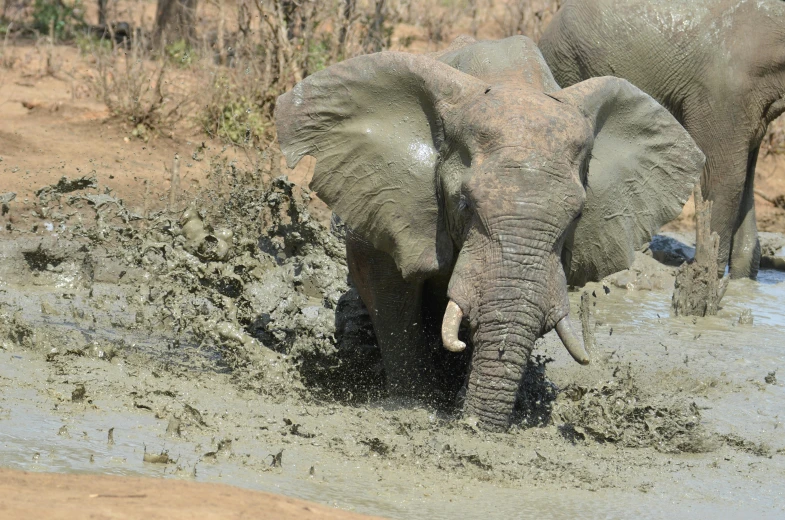 a elephant digging through some mud in the water