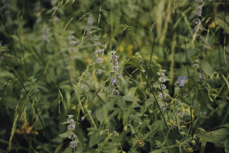 small white flowers are in the middle of grass