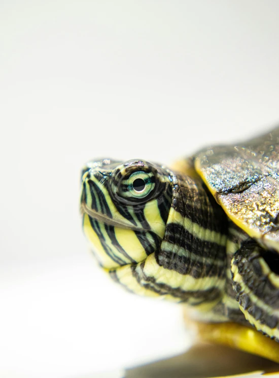 a baby painted turtle resting on a table