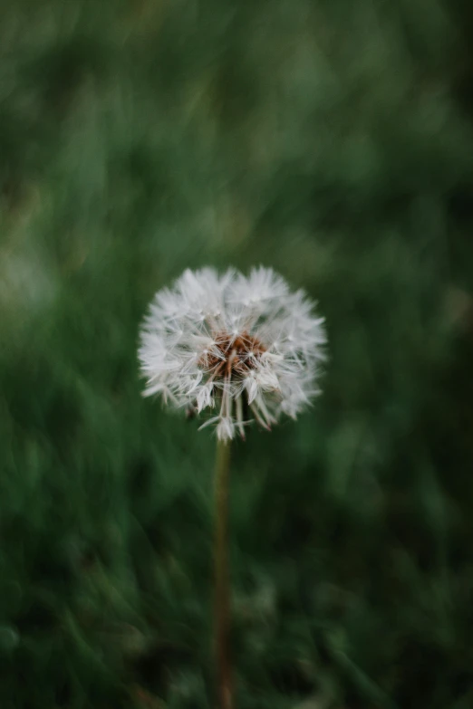 the dandelion is growing outside with no flowers