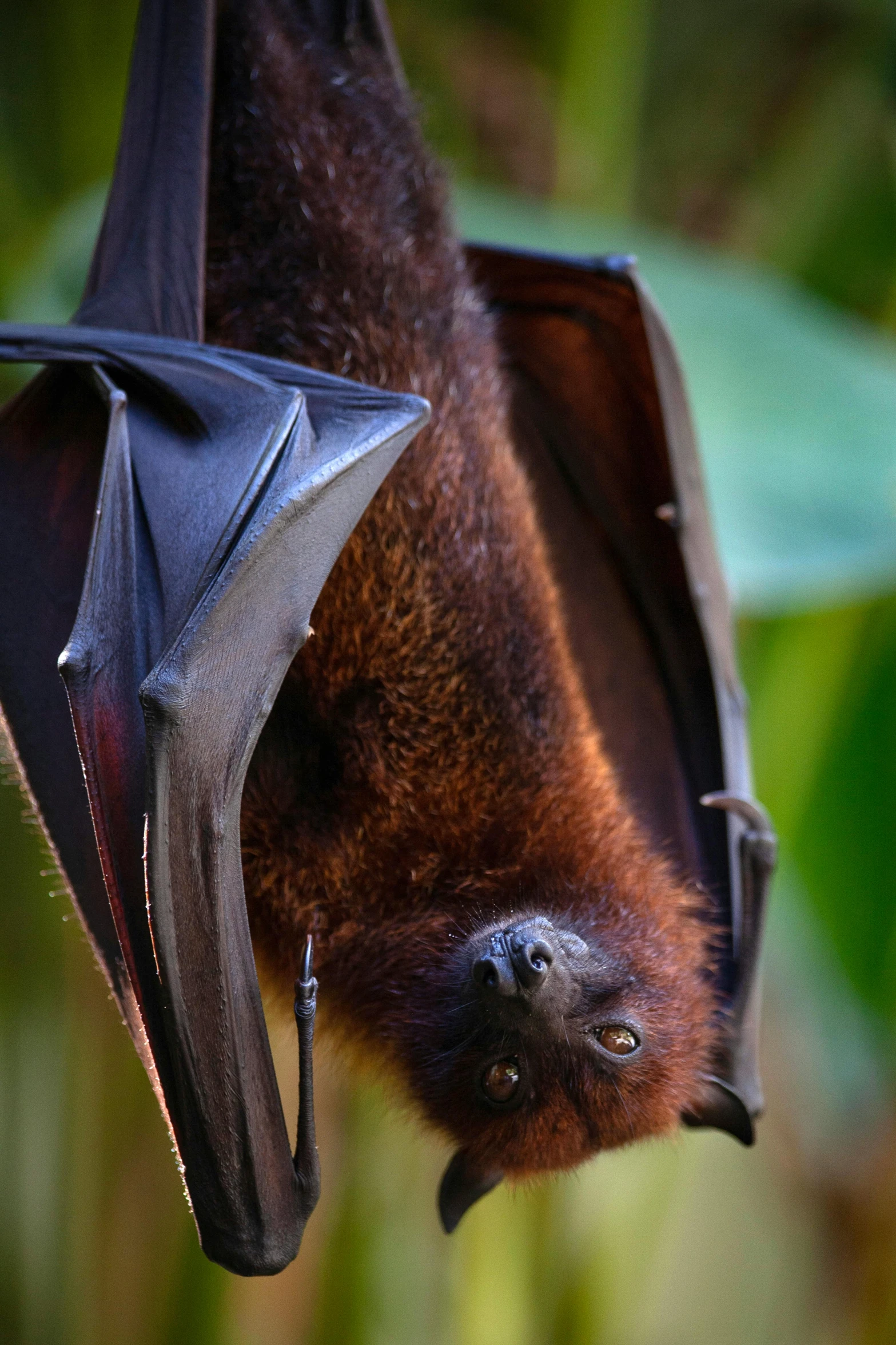 the bat is flying into the air with his mouth open