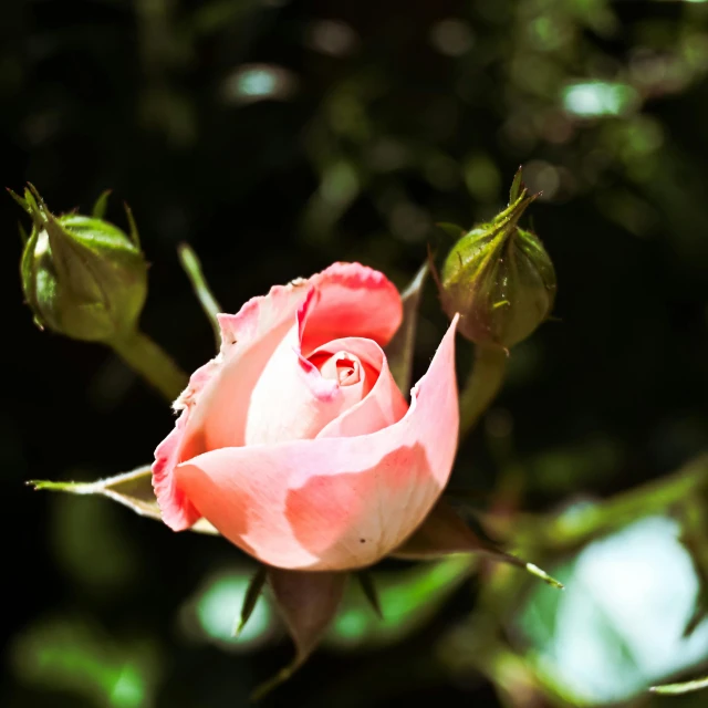 the beautiful rose looks like it is blooming