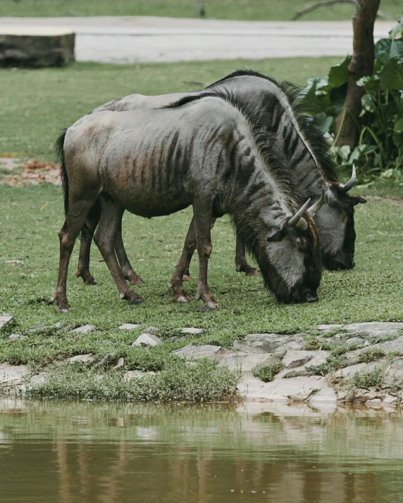 the two horses are grazing in the grassy field