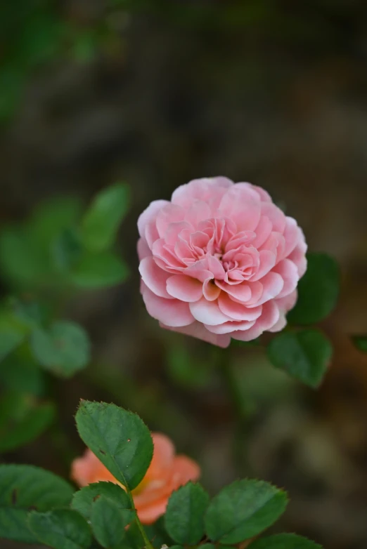 a pink rose budding in between two leaves