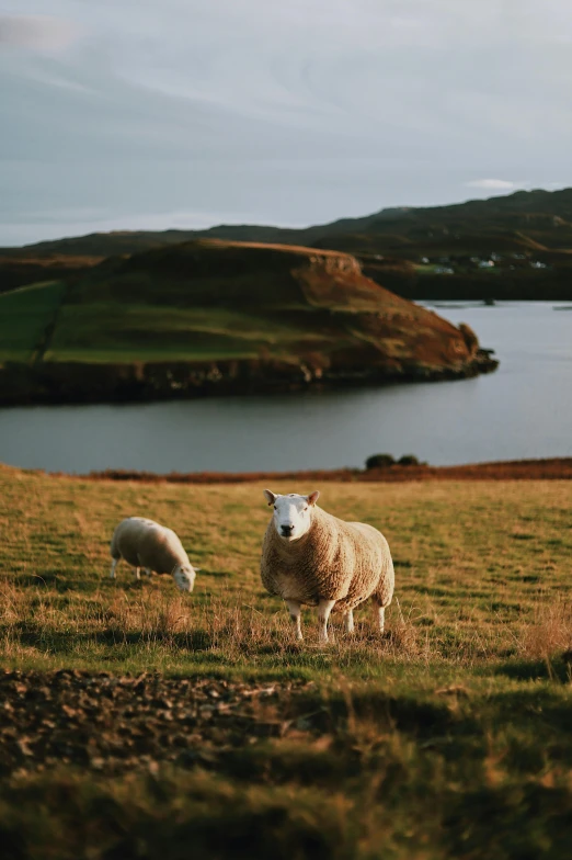 there are sheep standing in the grass by the lake