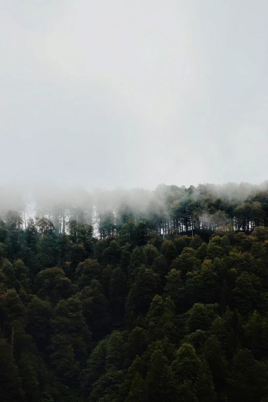 a foggy hillside covered in trees and forest