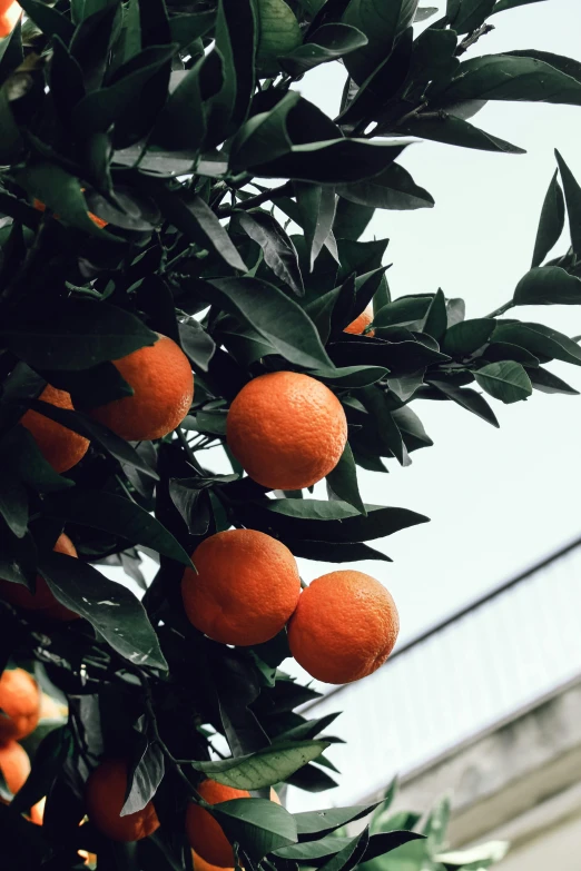an orange tree with many ripe oranges hanging