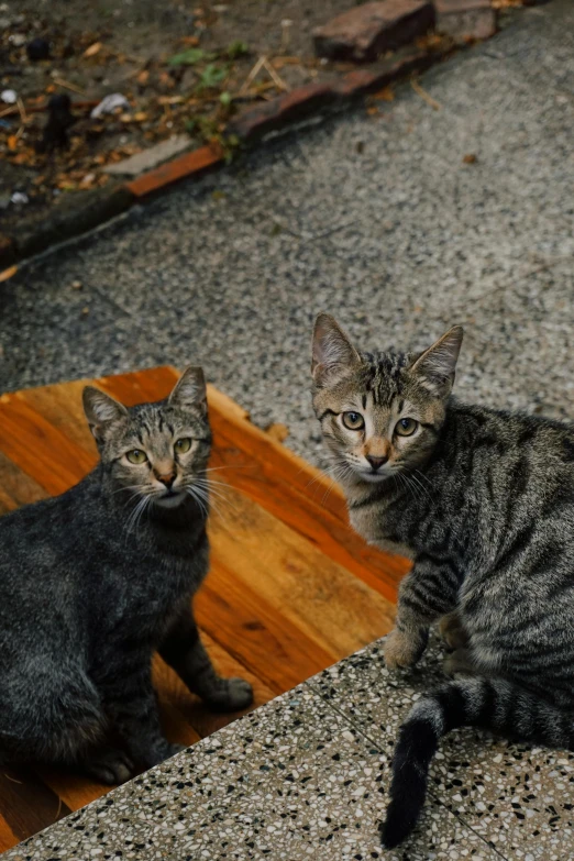 two cats are sitting on the ground near each other