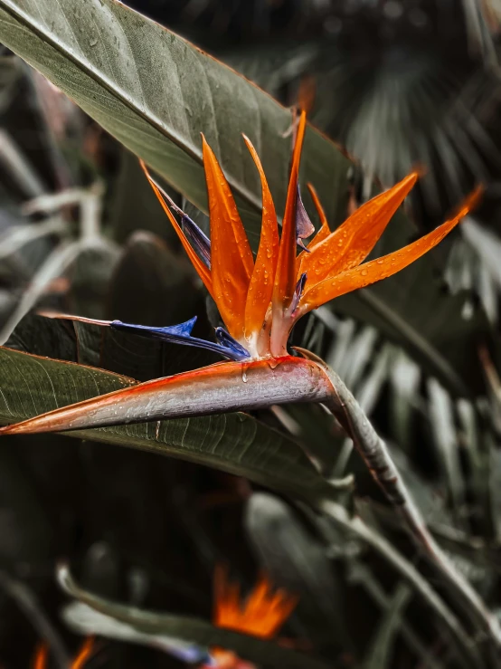 a bird of paradise flower with lots of leaves