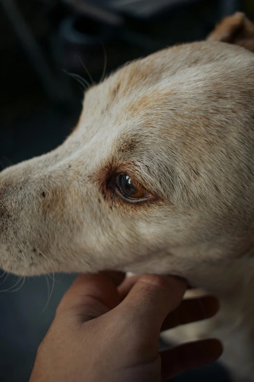 a close - up of the nose of a dog's head