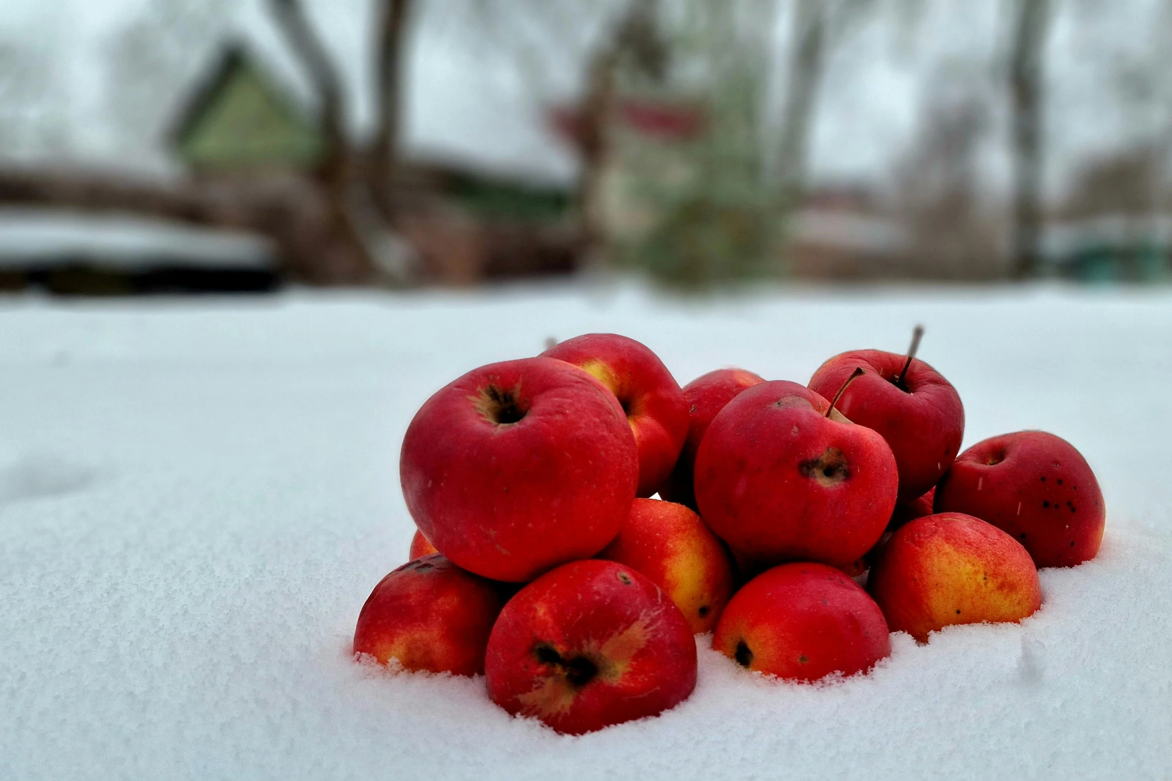 a pile of red apples that are covered in snow