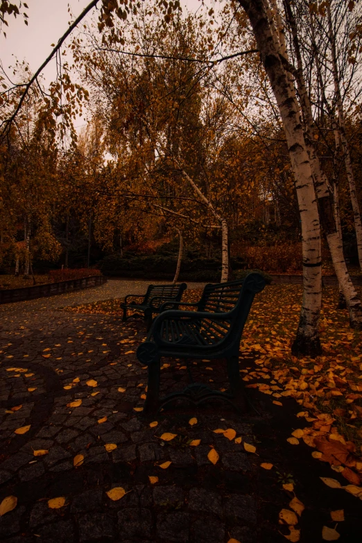 two park benches surrounded by leaves and trees