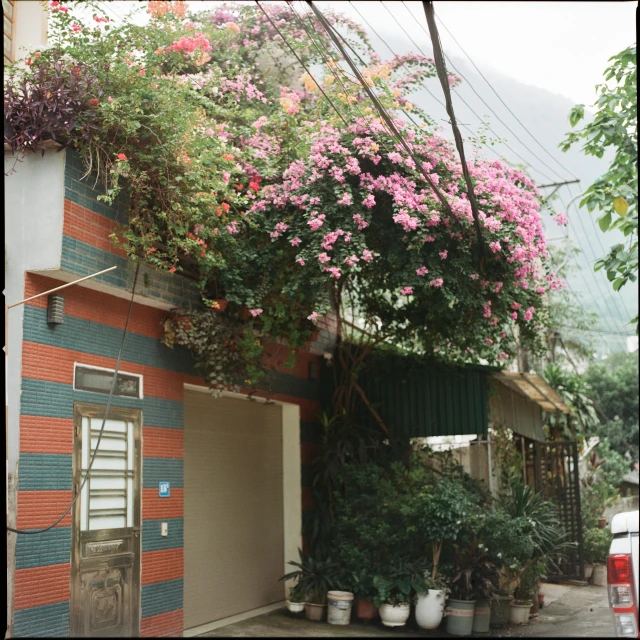 pink flowers are growing above the garage door