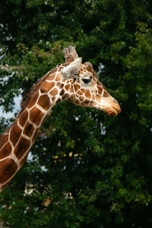 the giraffe looks towards the camera from its rear