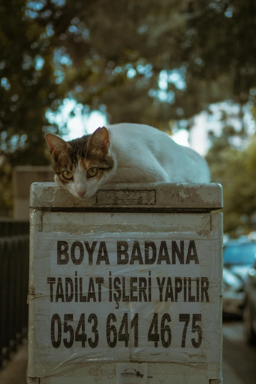 a cat is laying on top of a box