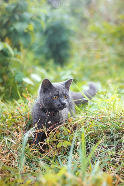 a black cat is walking in the grass