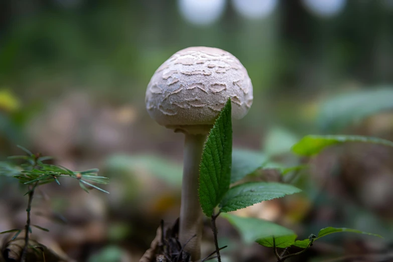 a mushroom with a green leaf sticking out of it