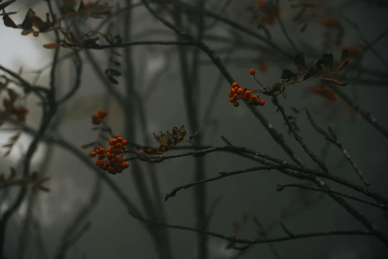 a small tree with orange flowers on it