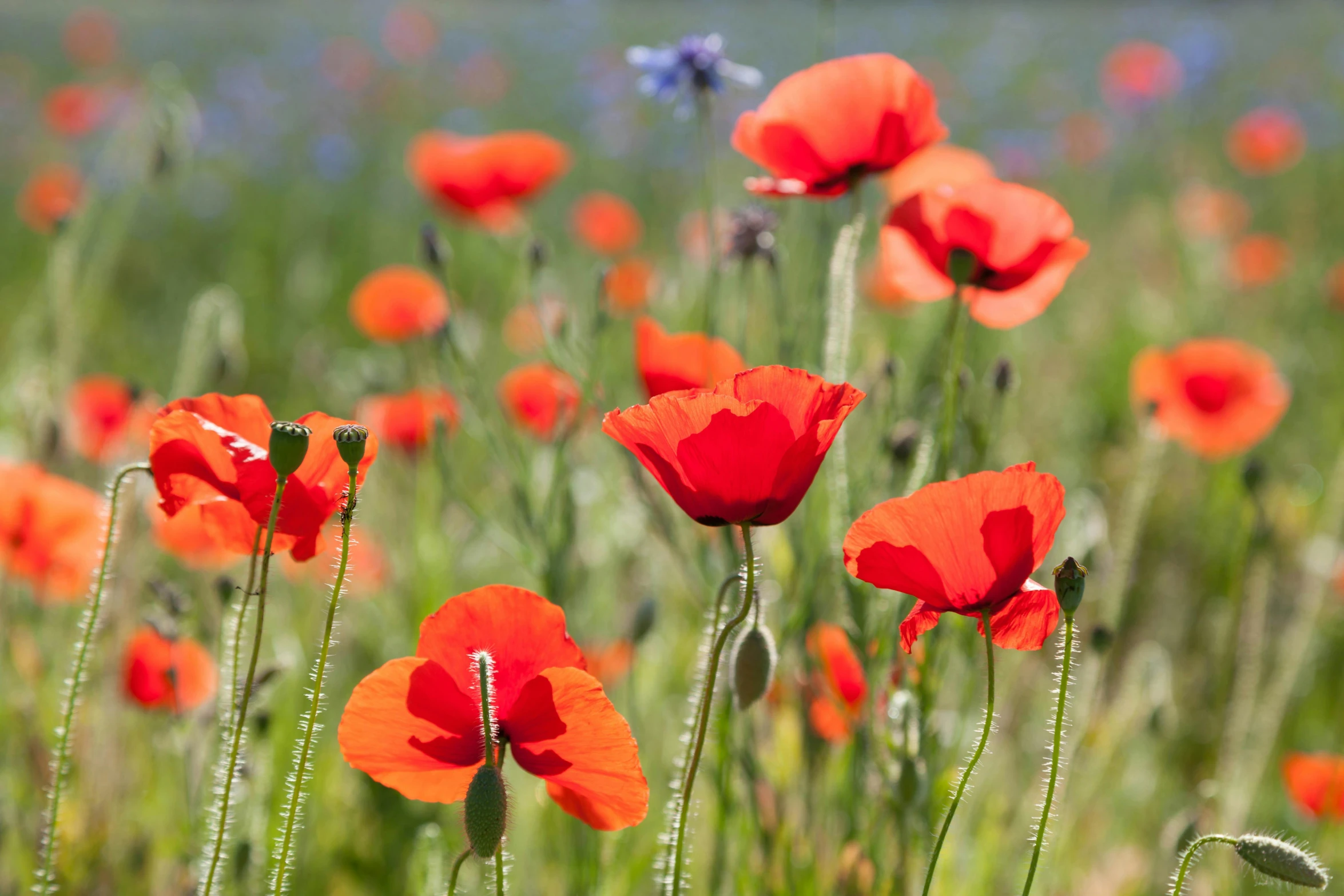 the bright orange flowers grow among the tall green grass