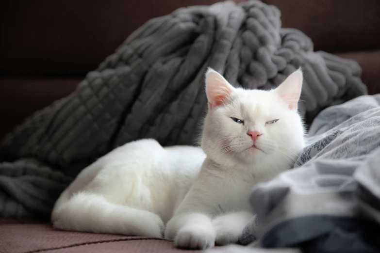 a white cat sitting on a couch with a messy blanket behind it