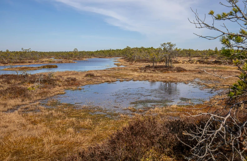 a pond in a marsh with brown grass and trees