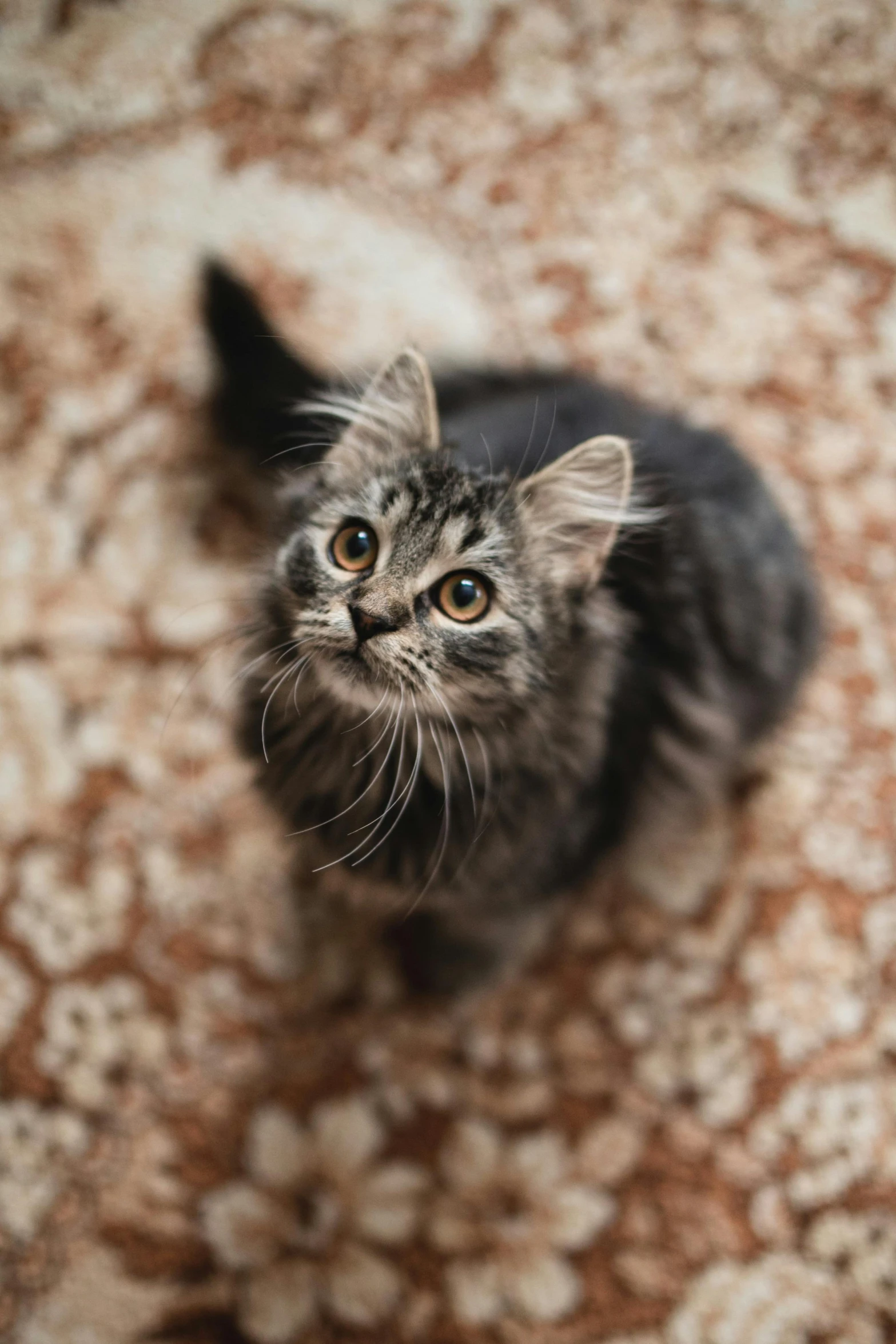 an up close s of a kitten looking at the camera