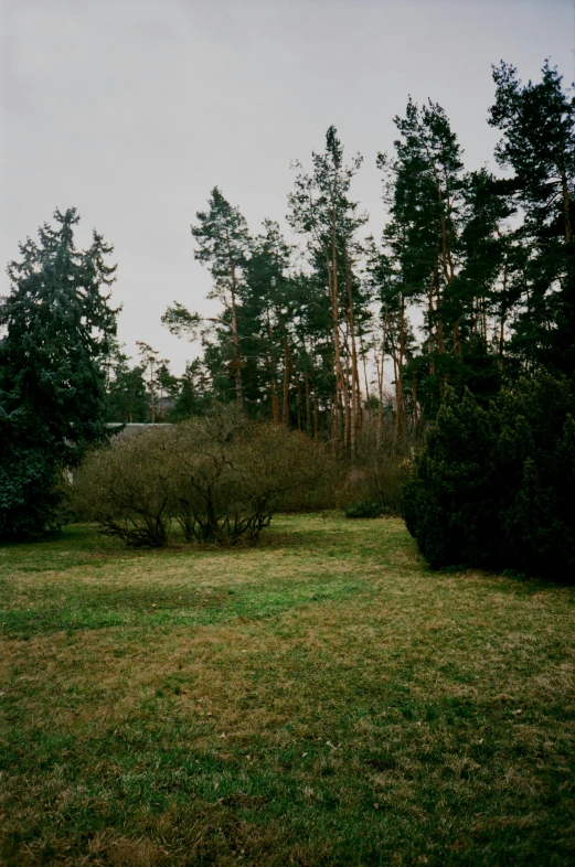 a brown bear is in an open field with lots of trees