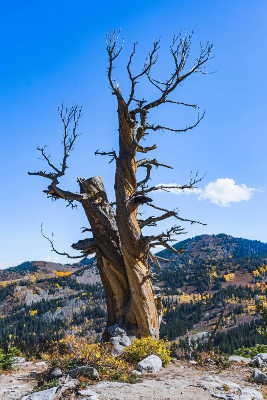 the crooked tree that stands alone on a rocky hillside