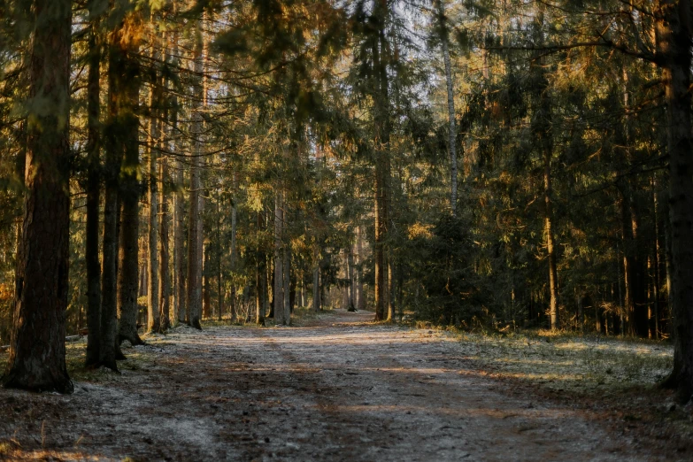 a dirt road going through a forest surrounded by trees