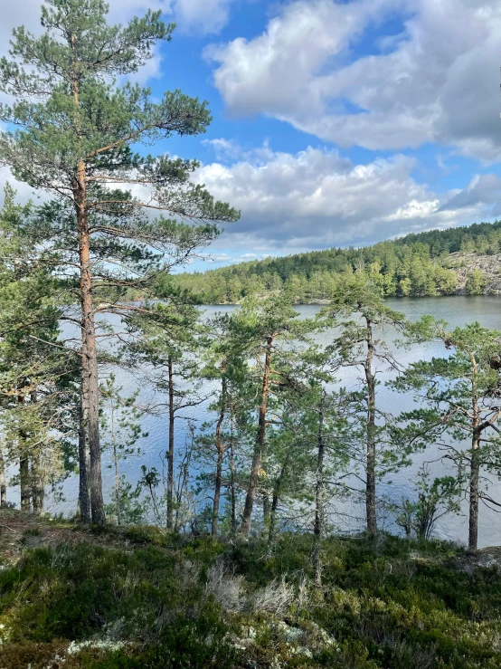 a grassy hill with trees along the shore