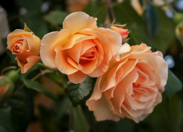 four flowers bloom in the middle of a group