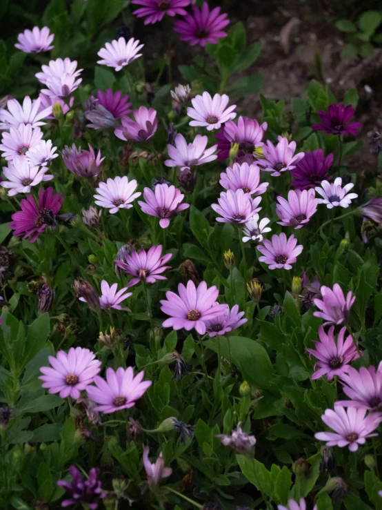 a field full of purple flowers in a garden