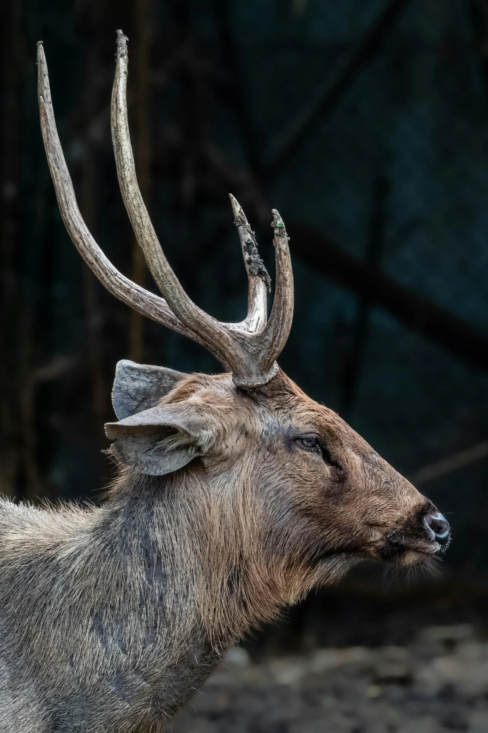 an animal with horns and a long collar