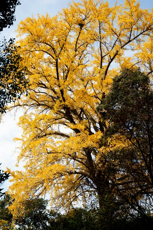 the yellow leaves are beginning to appear on the tree