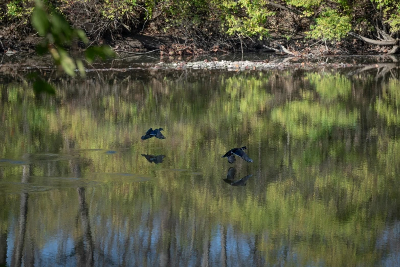 four birds flying over the water of a river