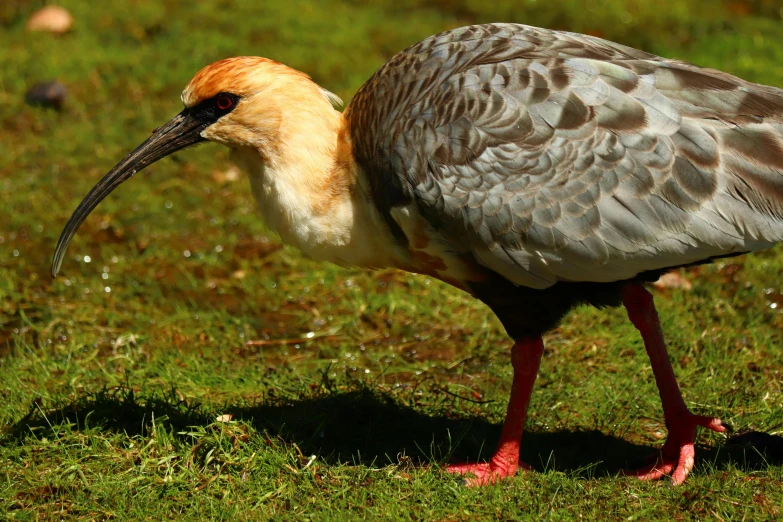 a close up of a bird walking on some grass