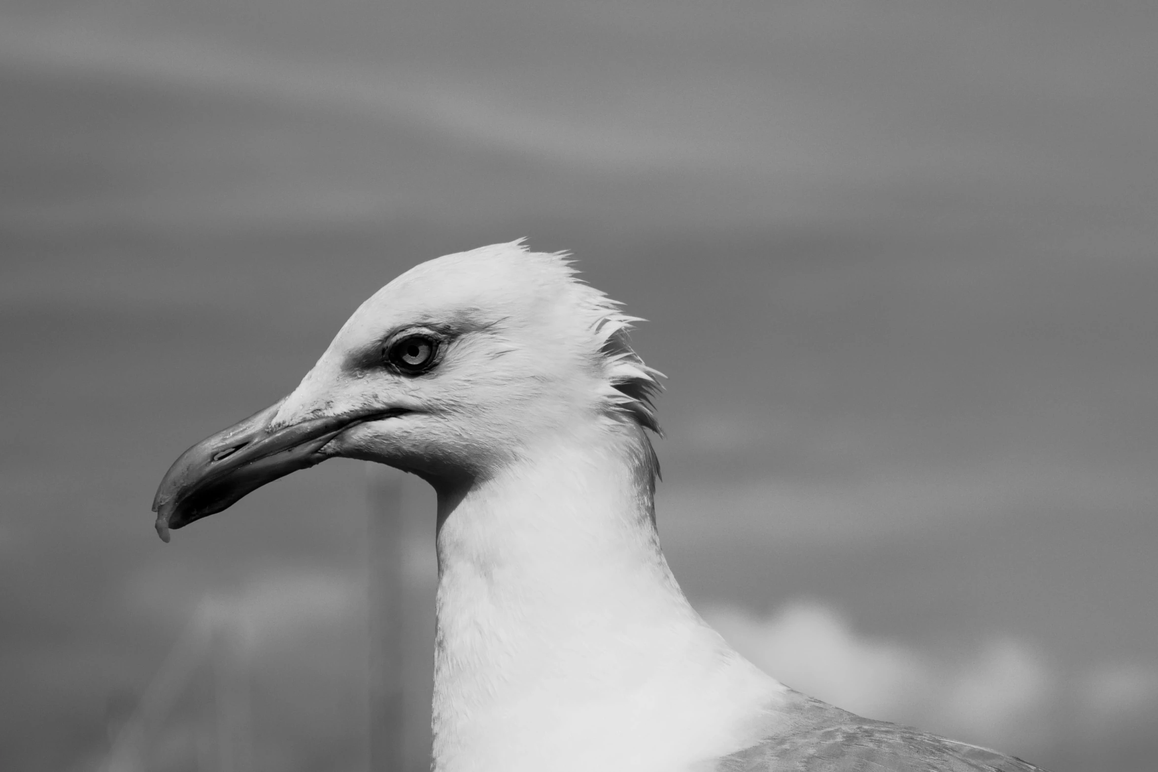 a white and black picture of a bird