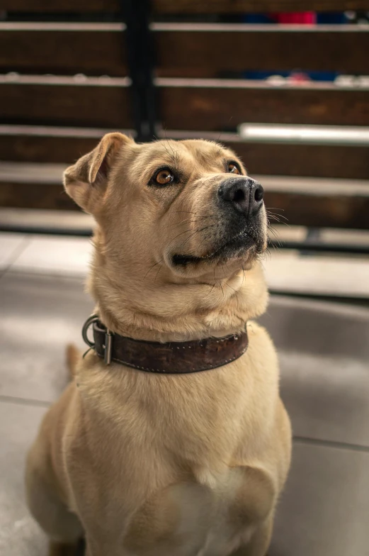 a tan dog sits looking up at the camera