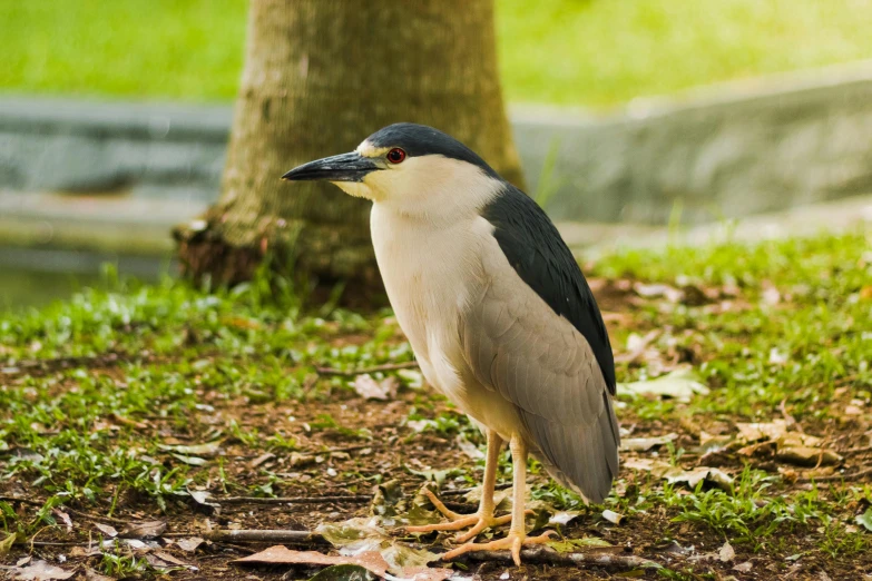 a bird standing next to a tree and leaves