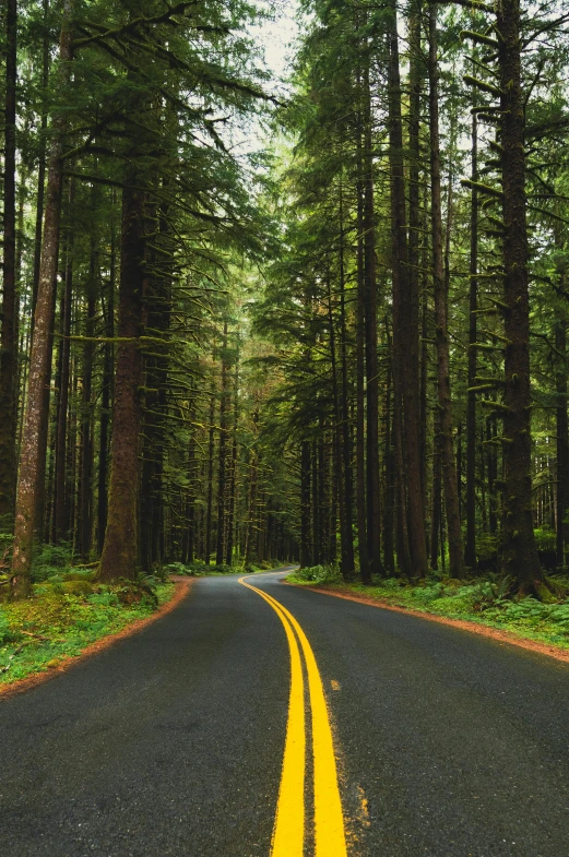 a yellow road passing through a dense pine forest