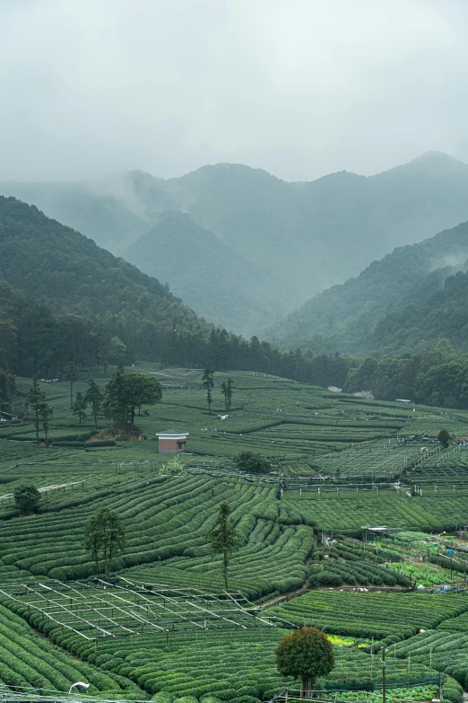 an open air farm area with trees and mountains in the background