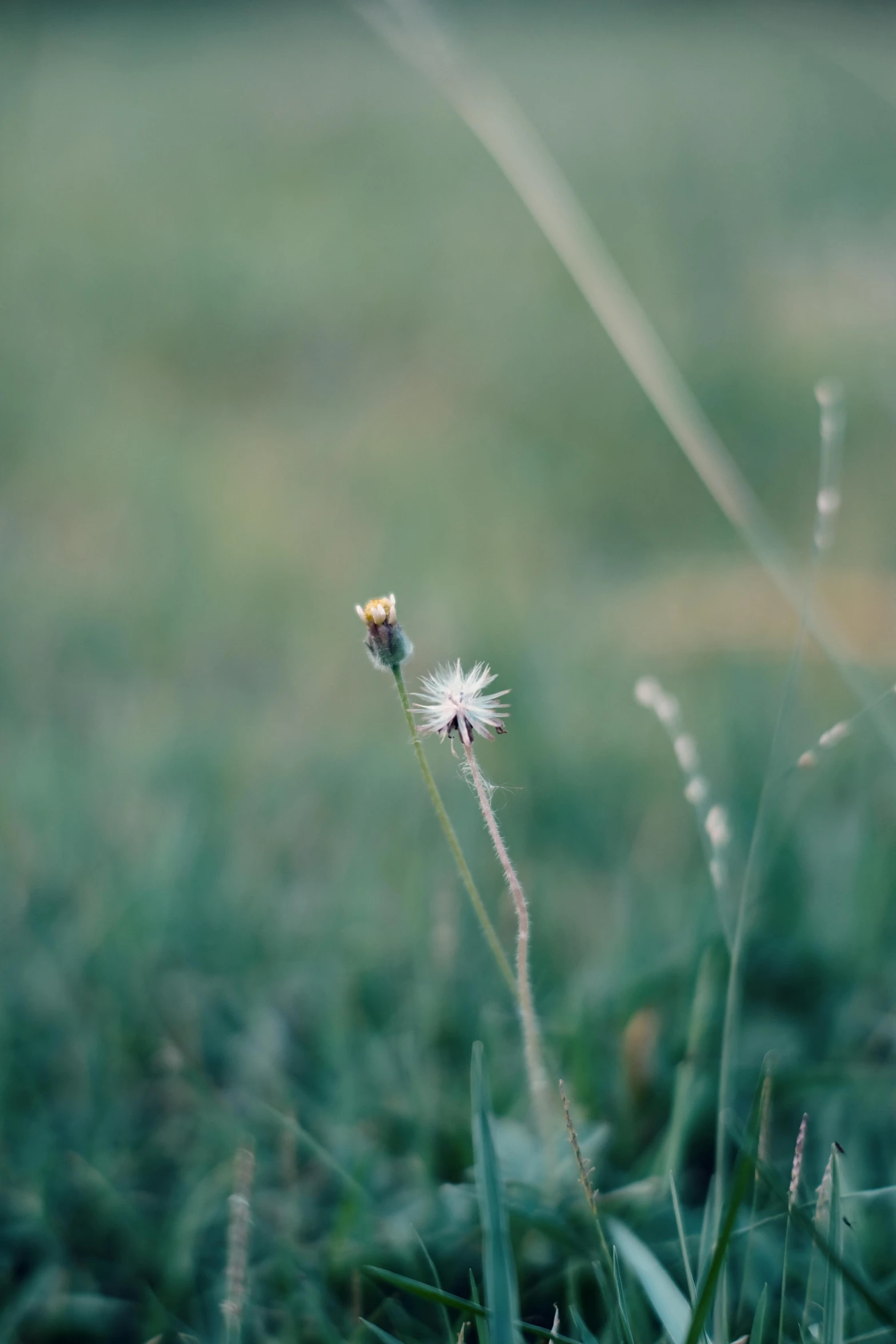 a blurry po of a grass plant and some flowers