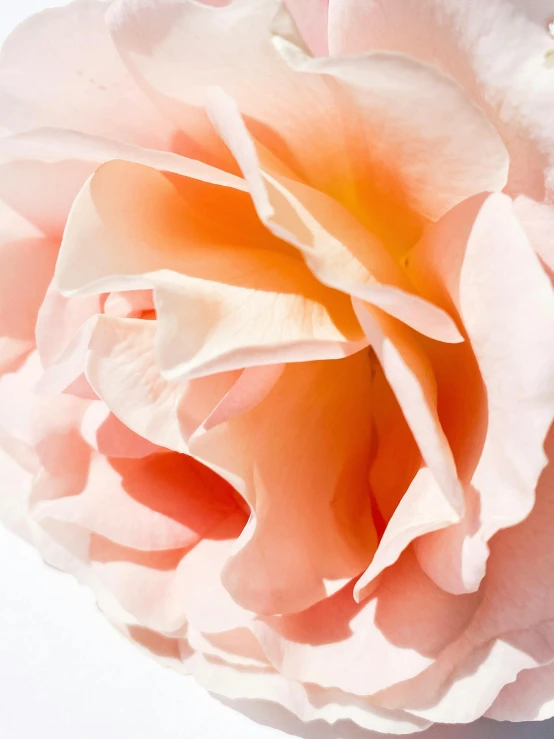 a white rose with light pink petals blooming in the middle