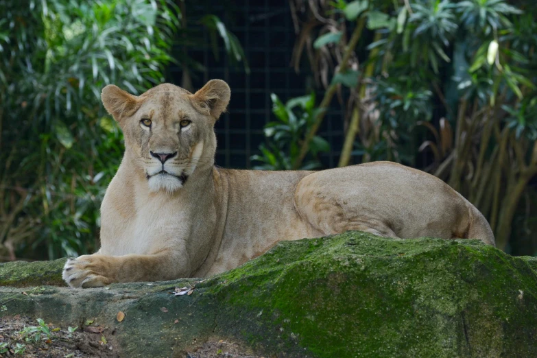 a close up of a lion laying on a stone