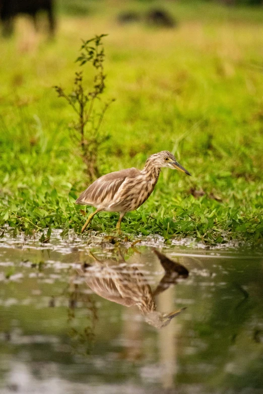 a bird in the grass is eating a stick