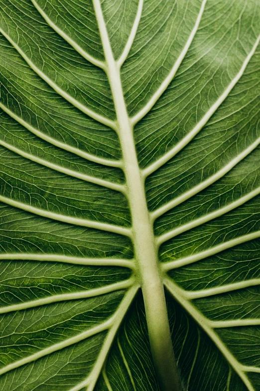 close up on the structure and green leaves