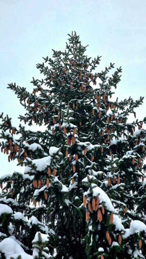 a snow covered pine tree with fruit on it